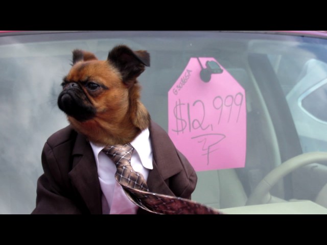 This Is The Best Car Dealer Commercial Ever (Because Of The Dog) - Video