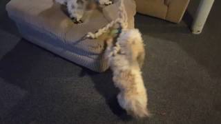 Spoo Vs Havaneese - Tug Of All Tug A Wars2