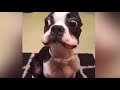 Best Funny Videos DOGS