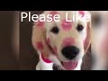 Best Funny Videos DOGS