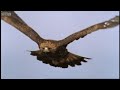 Eagle vs Hare - Predators - BBC