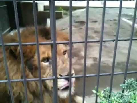 目の前でくつろぐライオン　福岡市動物園