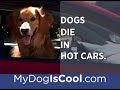 Dogs Die in Hot Cars - My Dog is Cool