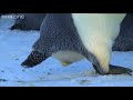 Emperor Penguin Lays Her Egg - Penguins: Spy in the Huddle - Episode 1 Preview BBC One