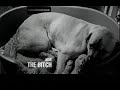 The Music Video preview