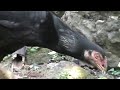 Ayam Bangkok Betina Super images Ayam Bangkok Betina Super