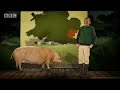 pig