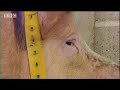 pig