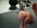 Heart 1 download mp3 dan video Heart 1
