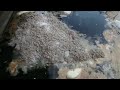 Maggots feasting on fish kill