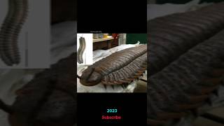 Arthropleura 2023 Vs 10000Bce Years Ago