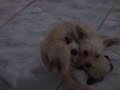 Gatinho Mamando no Peitinho do Cachorro.