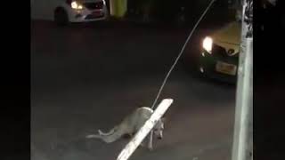 🐕 Dog funny videos