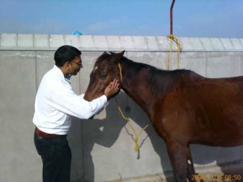 Gurdas maan ( Tim Tamunde Tarea)