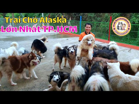 Bé Alaska 6 Tháng Tuổi Siêu Khủng Của TRẠI CHÓ ALASKA LỚN NHẤT TP.HCM | Liên Hệ ☎️ 0937.0937.32