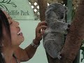 Koala tickle