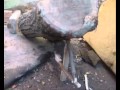 video porno e.. promo trampas para ratas x aplastamiento trampa casera