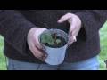 Three Gardening Tips to Remember