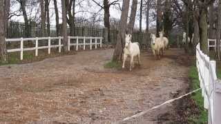 The Lippizaner Horses Of Lipica
