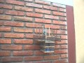 algunos de mis pajaros