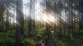 Guided Meditation for the Summer Solstice | 10 Mins