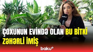 Dilim Uyuşdu, Danışa Bilmədim Evlərimizi Bəzəyən Bu Bitki Niyə Təhlükəlidir?