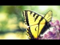 Butterflies - Love You Forever ... - For Him ecards - Anniversary Greeting Cards Butterflies - Love You Forever ... - For Him ecards - Anniversary Greeting Cards