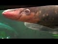 Electric Eels 'Shocking Fish' California Academy of Science.MP4