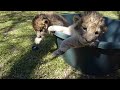 Watch: Baby Lion Cubs At Ukutula. Baby Lion Cubs At Ukutula.