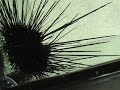 Feeding my black long-spined sea urchin