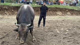 İşte O Pehlivan Maşallah. Sabri̇ & Kamaci Baş Pehli̇vanlar Çhala 2023