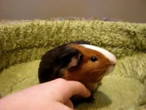 Guinea+Pig+Ear+Mites+Treatment ... mange mites www guinealynx info http www guinealynx info mites html