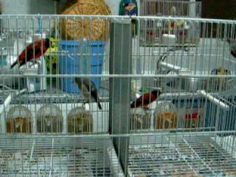 Lelaki Cium Pepek Perempuan Blingcheese Videos