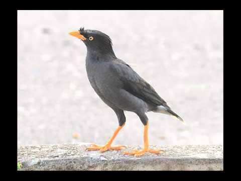 VIDEO : suara burung jalak nias mp3 (acridotheres javanicus) - link download mp3: http://adf.ly/1pb0t8 link download mp3: http://adf.ly/1pb0t8 hoby. ...