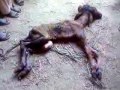 Miracle (Mojza) by Allah-A new born cattle with 2 heads-Mandiala-Gujranwala