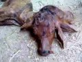 Miracle Mojza By Allah A New Born Calf With 2 images Miracle Mojza By Allah A New Born Calf With 2