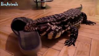 Funny Animals, Funny People #834