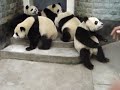 Panda bears 1/3