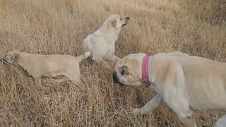 Köy Çoban Hayatimiz Kuyruksuz Köpeği̇m Dağda Geli̇p Beni̇ Buldu Köyde Yeni̇ Evler Yapiliyor