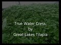 True Water Cress - the Aquaponic Dream Plant