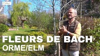 Fleurs de Bach : Comment utiliser l'Orme (Elm) ? Explications et avis par François Deporte