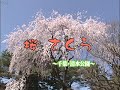桜前線～野田市清水公園～桜　さくら