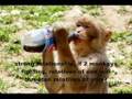 Top 15 Smartest And Most Intelligent Animals! Video