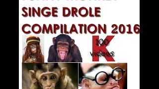 Singe Drole | Compilation des singes les plus droles 2016