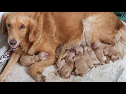Quá trình sinh đẻ của giống chó Golden Retriever thông minh