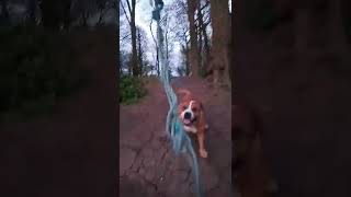 Staffordshire Bull Terrier Gettin Vexed With The Rope Swing