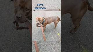 Staffordshire Bull Terrier Walks Himself