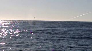 Bodega Bay Fishing Charter | REEL MAGIC Sport Fishing Charters VID 20150908 170254451