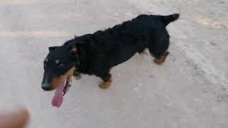 German Jagdterrier On A Walk Jagdterrier In Action