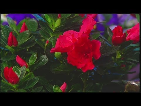 Mass Appeal - Caring for Easter Plants!